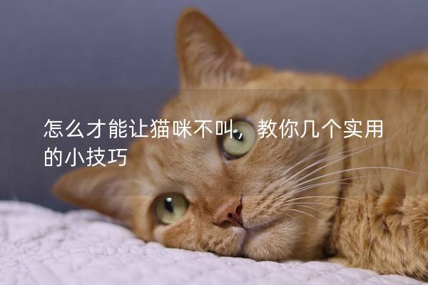 怎么才能让猫咪不叫，教你几个实用的小技巧