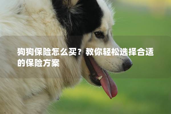 狗狗保险怎么买？教你轻松选择合适的保险方案