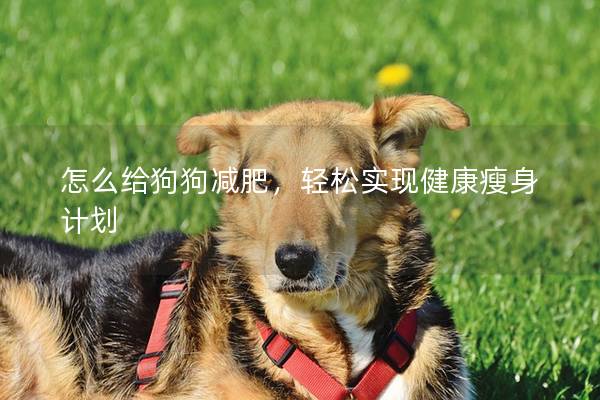 怎么给狗狗减肥，轻松实现健康瘦身计划