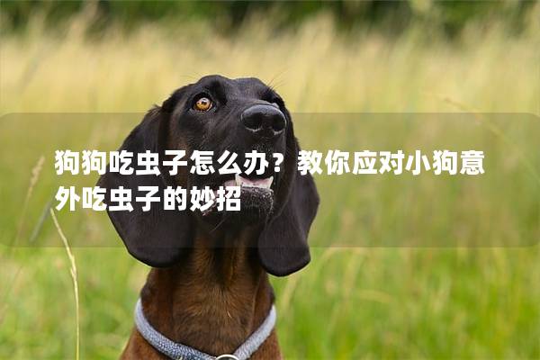 狗狗吃虫子怎么办？教你应对小狗意外吃虫子的妙招