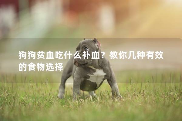 狗狗贫血吃什么补血？教你几种有效的食物选择
