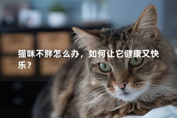猫咪不胖怎么办，如何让它健康又快乐？