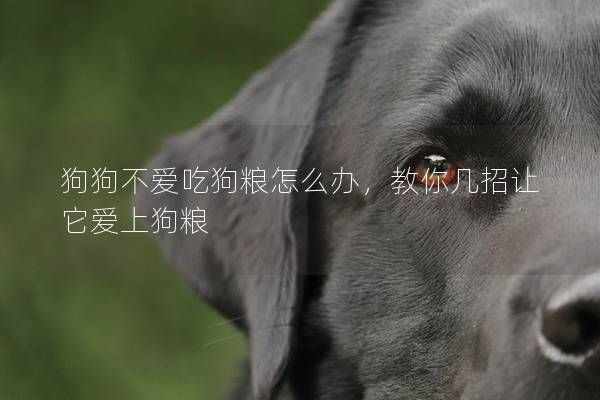 狗狗不爱吃狗粮怎么办，教你几招让它爱上狗粮