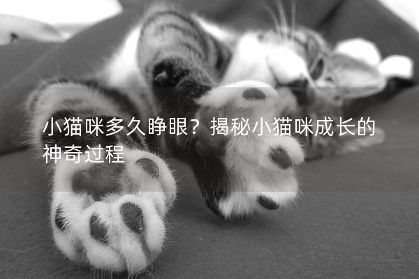小猫咪多久睁眼？揭秘小猫咪成长的神奇过程