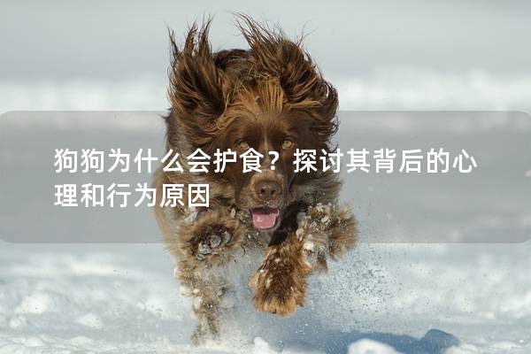 狗狗为什么会护食？探讨其背后的心理和行为原因