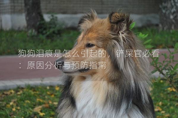 狗狗泪痕是怎么引起的，铲屎官必看：原因分析与预防指南