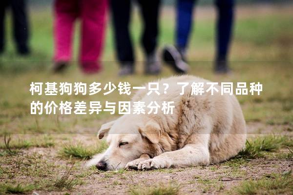 柯基狗狗多少钱一只?了解不同品种的价格差异与因素分析 柯基狗狗多少钱一只?了解不同品种的价格差异与因素分析