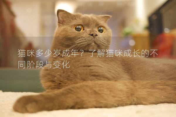 猫咪多少岁成年？了解猫咪成长的不同阶段与变化