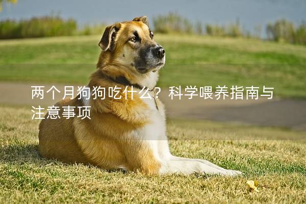两个月狗狗吃什么？科学喂养指南与注意事项