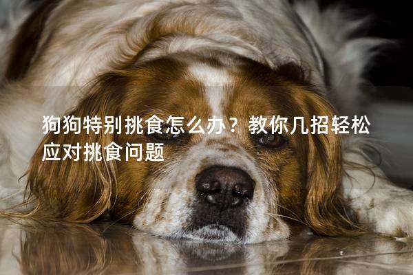 狗狗特别挑食怎么办？教你几招轻松应对挑食问题