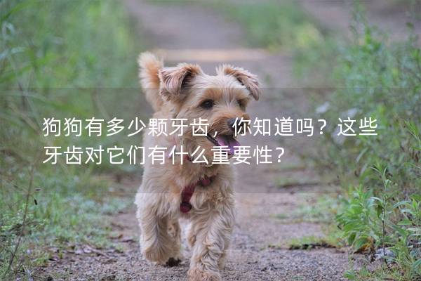 狗狗有多少颗牙齿，你知道吗？这些牙齿对它们有什么重要性？