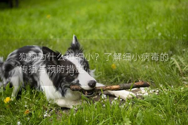 狗狗为什么得细小？了解细小病毒的传播与预防措施