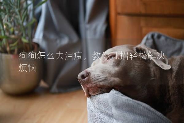 狗狗怎么去泪痕,教你几招轻松解决烦恼 狗狗怎么去泪痕,教你几招轻松解决烦恼