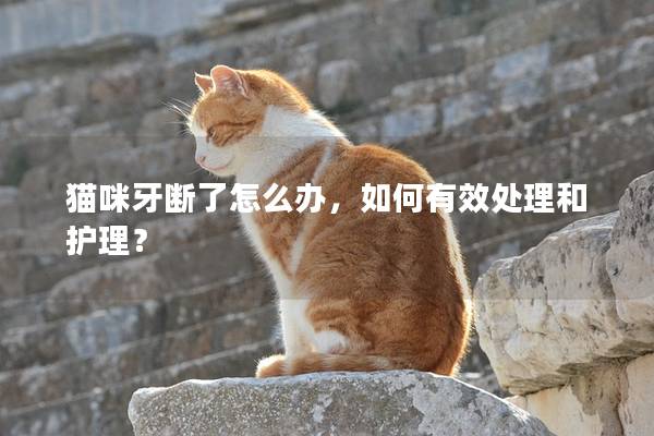 猫咪牙断了怎么办，如何有效处理和护理？