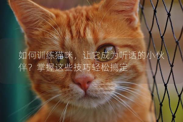 如何训练猫咪，让它成为听话的小伙伴？掌握这些技巧轻松搞定
