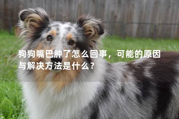 狗狗嘴巴肿了怎么回事,可能的原因与解决方法是什么? 狗狗嘴巴肿了怎么回事,可能的原因与解决方法是什么?