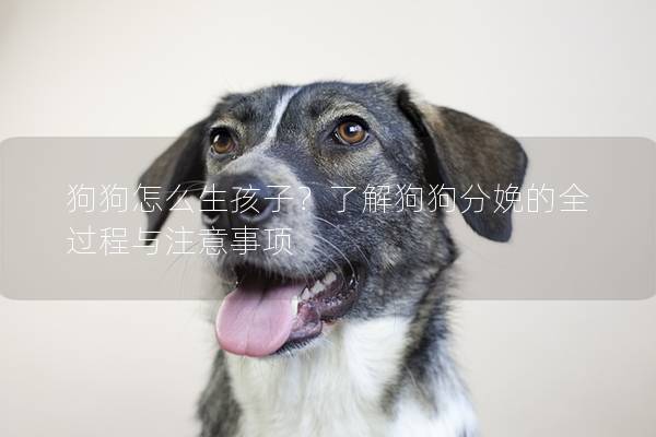 狗狗怎么生孩子？了解狗狗分娩的全过程与注意事项