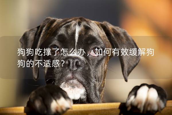 狗狗吃撑了怎么办，如何有效缓解狗狗的不适感？