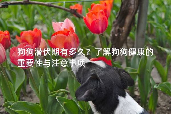 狗狗潜伏期有多久？了解狗狗健康的重要性与注意事项