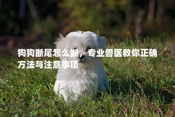 狗狗断尾怎么断，专业兽医教你正确方法与注意事项