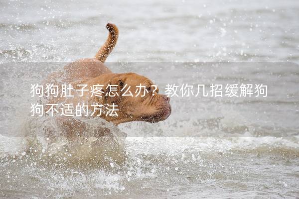 狗狗肚子疼怎么办？教你几招缓解狗狗不适的方法
