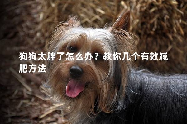 狗狗太胖了怎么办？教你几个有效减肥方法