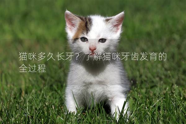 猫咪多久长牙？了解猫咪牙齿发育的全过程