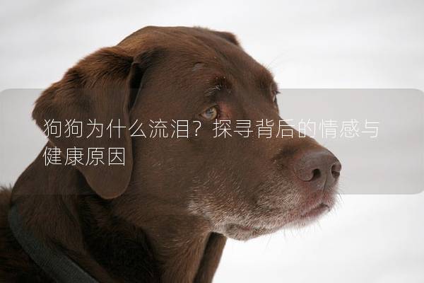 狗狗为什么流泪？探寻背后的情感与健康原因