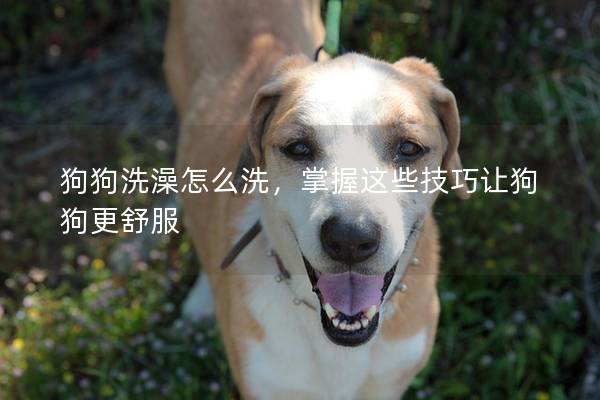 狗狗洗澡怎么洗，掌握这些技巧让狗狗更舒服