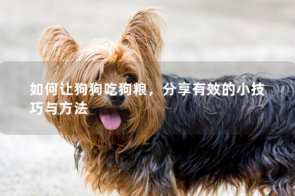 如何让狗狗吃狗粮，分享有效的小技巧与方法