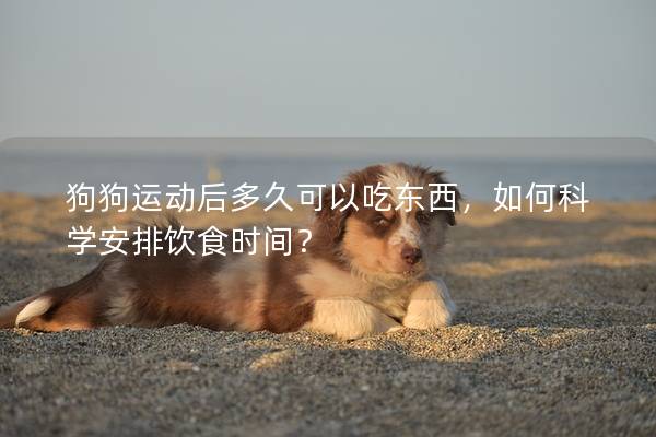 狗狗运动后多久可以吃东西，如何科学安排饮食时间？