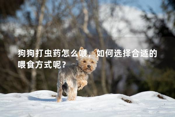 狗狗打虫药怎么喂,如何选择合适的喂食方式呢? 狗狗打虫药怎么喂,如何选择合适的喂食方式呢?