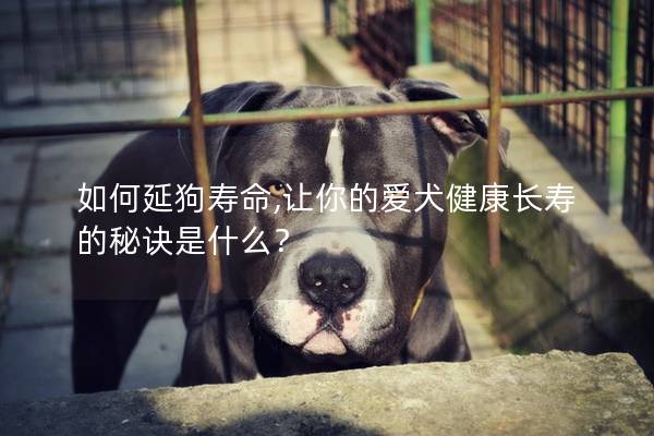 如何延狗寿命,让你的爱犬健康长寿的秘诀是什么？
