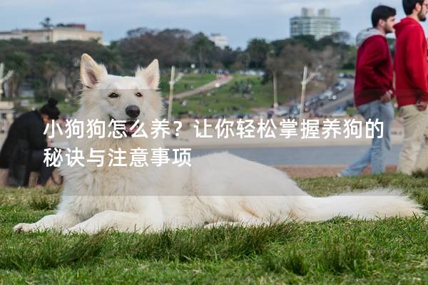 小狗狗怎么养？让你轻松掌握养狗的秘诀与注意事项