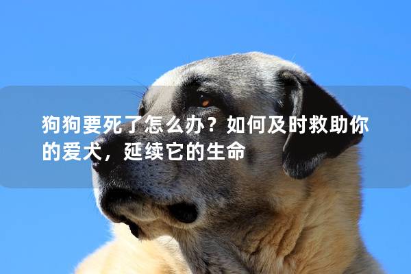 狗狗要死了怎么办？如何及时救助你的爱犬，延续它的生命