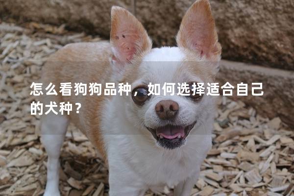 怎么看狗狗品种，如何选择适合自己的犬种？