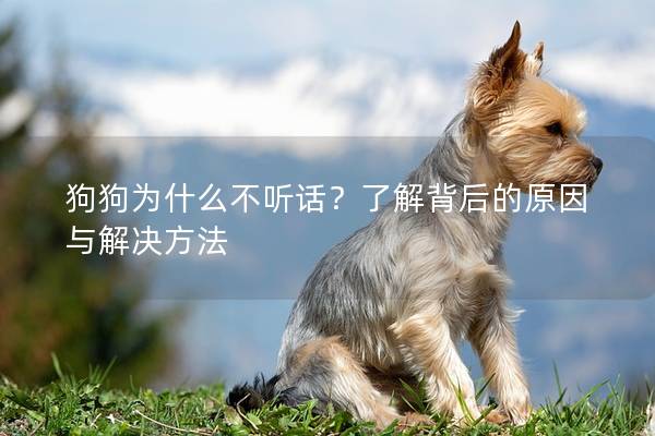 狗狗为什么不听话？了解背后的原因与解决方法
