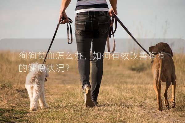 狗狗贫血怎么办，如何有效改善狗狗的健康状况？