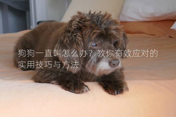 狗狗一直叫怎么办？教你有效应对的实用技巧与方法