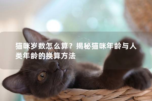 猫咪岁数怎么算？揭秘猫咪年龄与人类年龄的换算方法