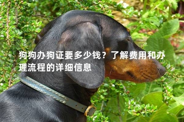 狗狗办狗证要多少钱？了解费用和办理流程的详细信息