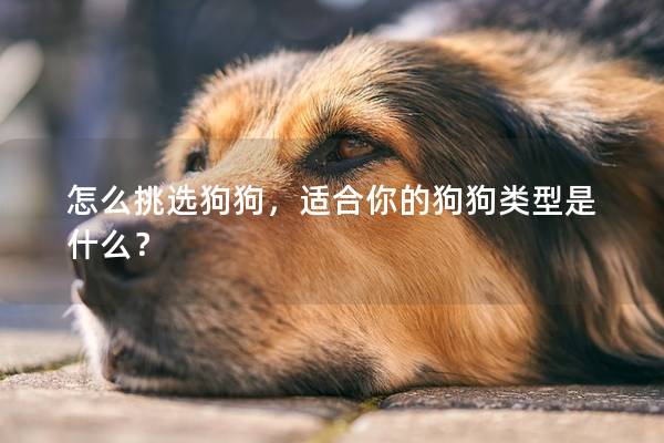 怎么挑选狗狗,适合你的狗狗类型是什么? 怎么挑选狗狗,适合你的狗狗类型是什么?