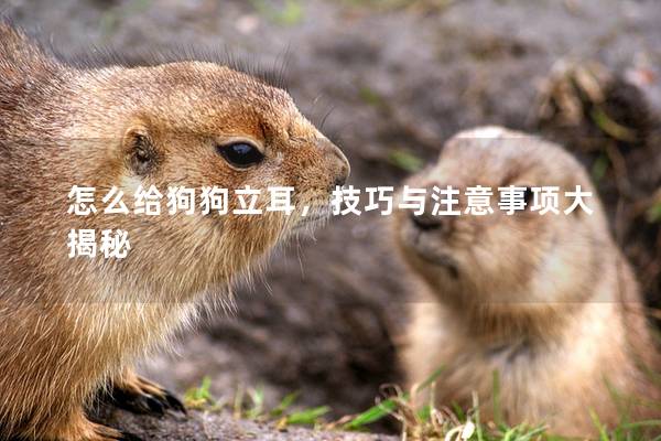怎么给狗狗立耳，技巧与注意事项大揭秘