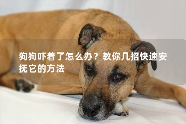 狗狗吓着了怎么办？教你几招快速安抚它的方法