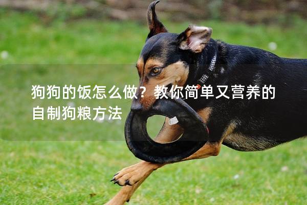 狗狗的饭怎么做？教你简单又营养的自制狗粮方法
