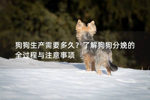 狗狗生产需要多久?了解狗狗分娩的全过程与注意事项 狗狗生产需要多久?了解狗狗分娩的全过程与注意事项