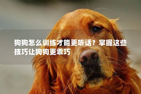 狗狗怎么训练才能更听话？掌握这些技巧让狗狗更乖巧