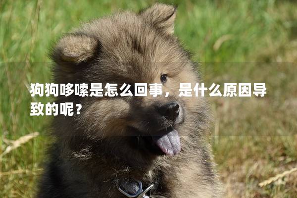 狗狗哆嗦是怎么回事，是什么原因导致的呢？