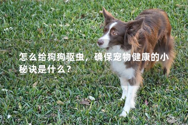 怎么给狗狗驱虫，确保宠物健康的小秘诀是什么？
