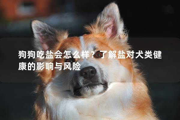 狗狗吃盐会怎么样？了解盐对犬类健康的影响与风险